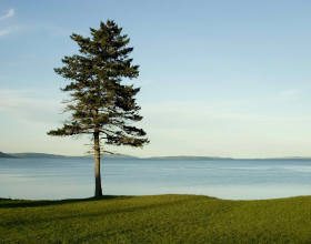 Lone tree near a lake